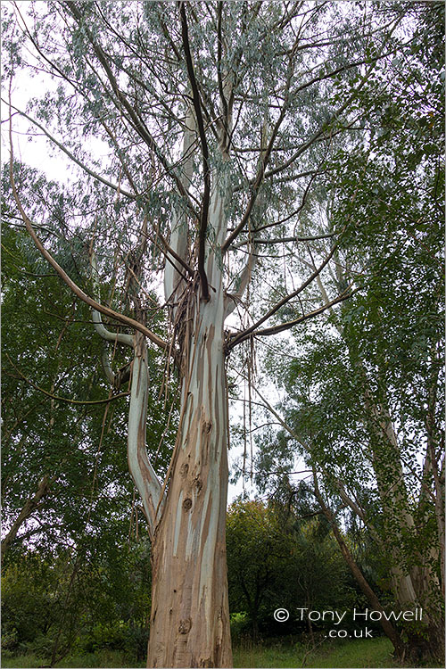 Eucalyptus nitens