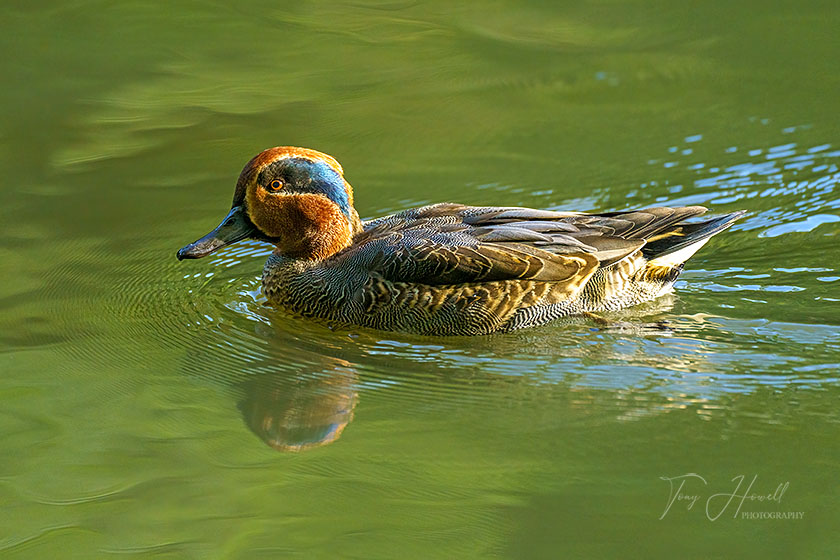 Eurasian Teal, Truro