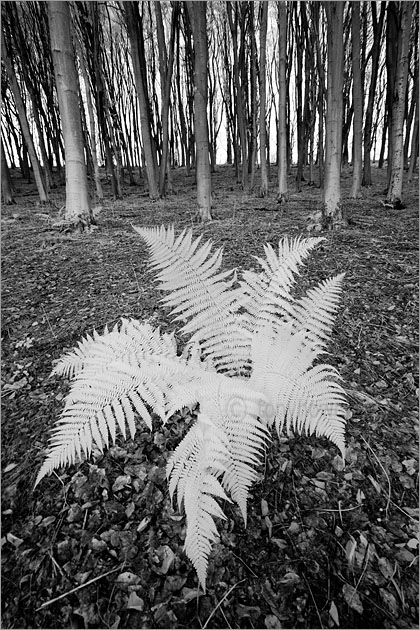 Fern, Beech Trees (infrared)