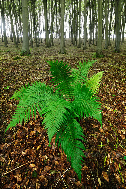 Fern, Beech Trees