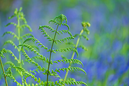 Bluebells-Tehidy-Woods-Cornwall