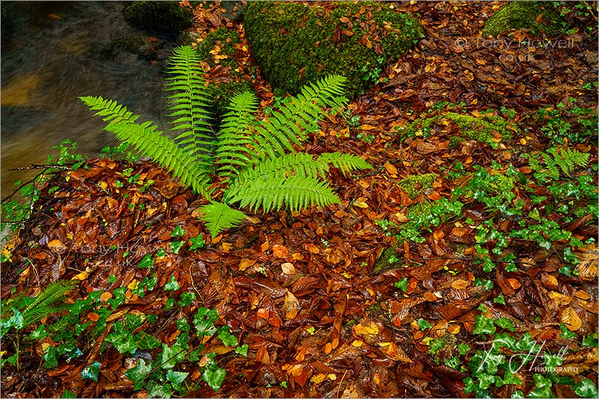 Fern, Kennall Vale, Autumn