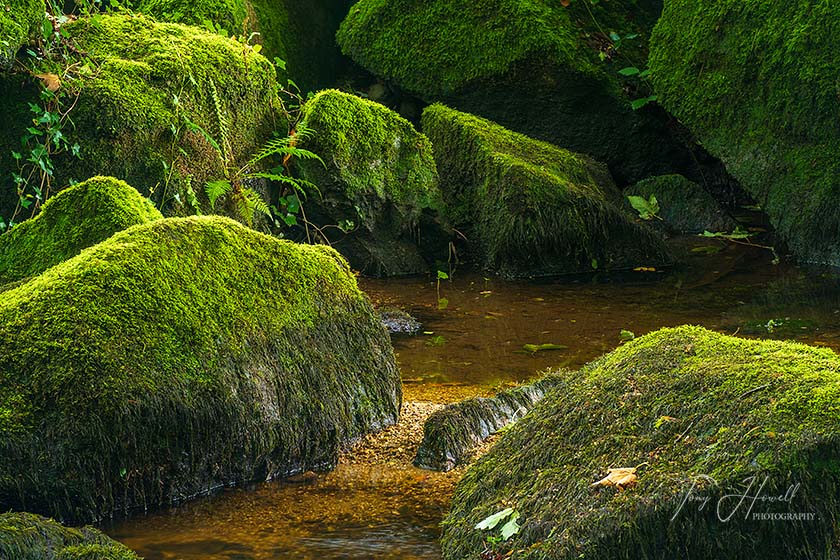 Fern, Mossy Boulders, Golitha Falls, River Fowey