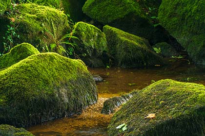 Fern-Mossy-Boulders-Golitha-Falls-River-Fowey-Cornwall