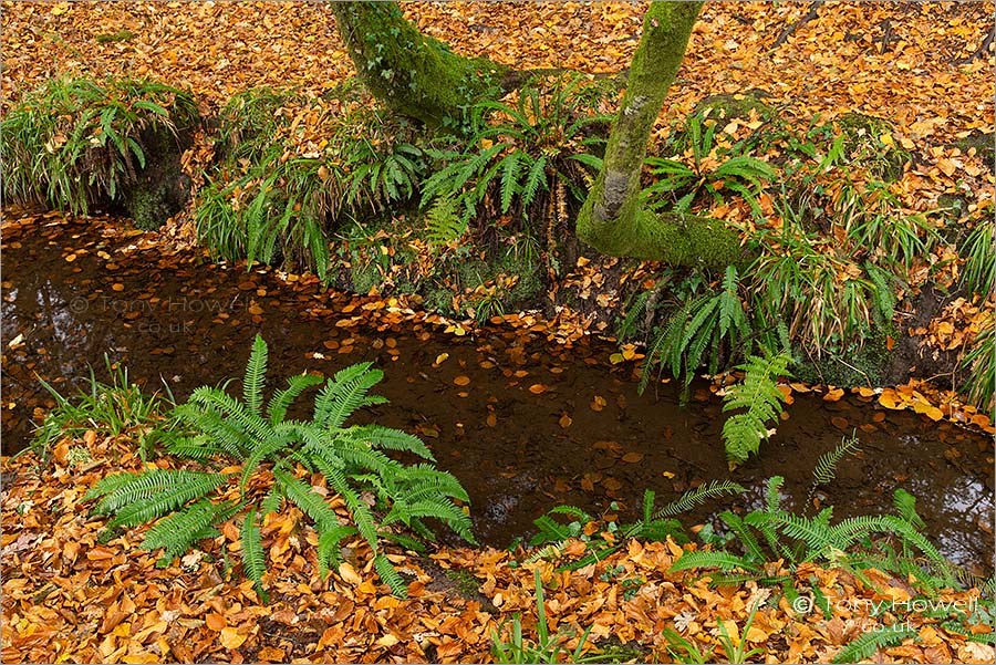 Ferns, Golitha Falls