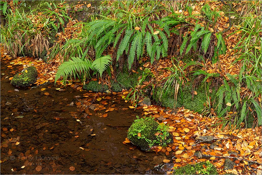 Ferns, Golitha Falls