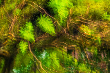 Ferns-ICM-Golitha-Falls-Cornwall-AR3436
