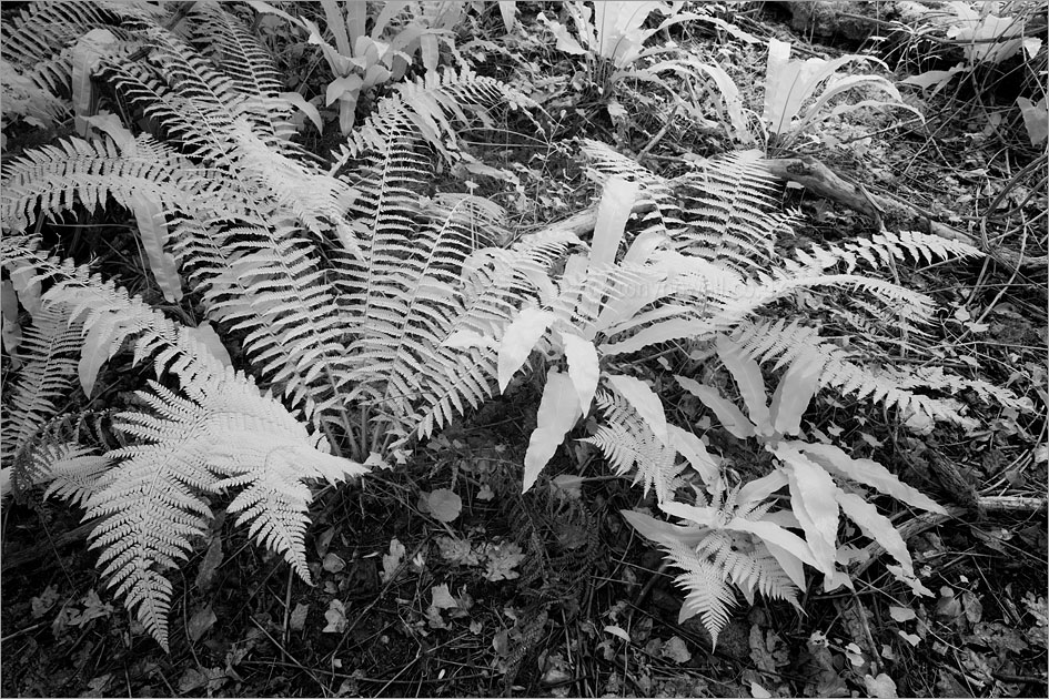 Ferns (infrared)