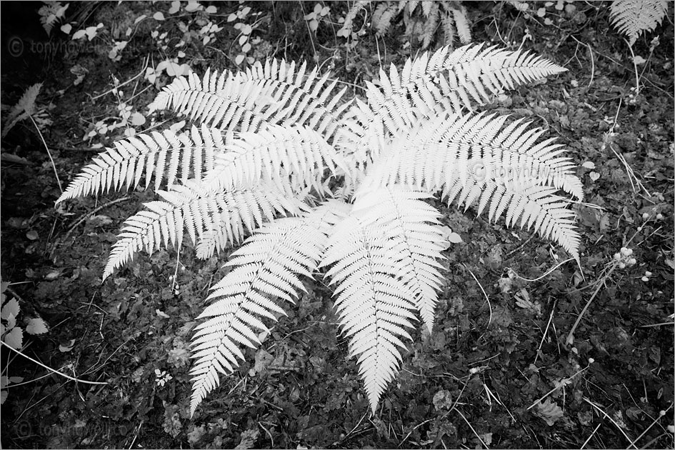 Ferns (infrared)