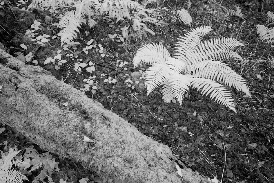 Ferns (infrared)