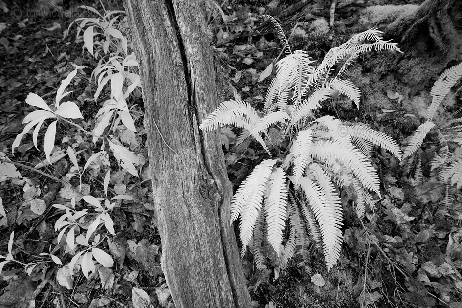 Ferns (infrared)