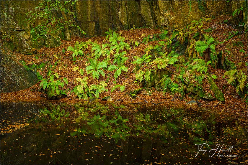 Ferns, Kennall Vale, Autumn