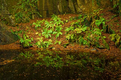 Ferns-Kennall-Vale-Autumn-Cornwall