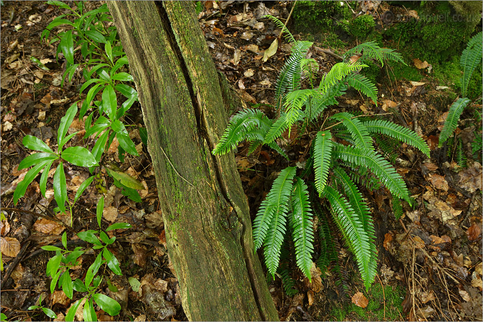 Ferns with rain drops