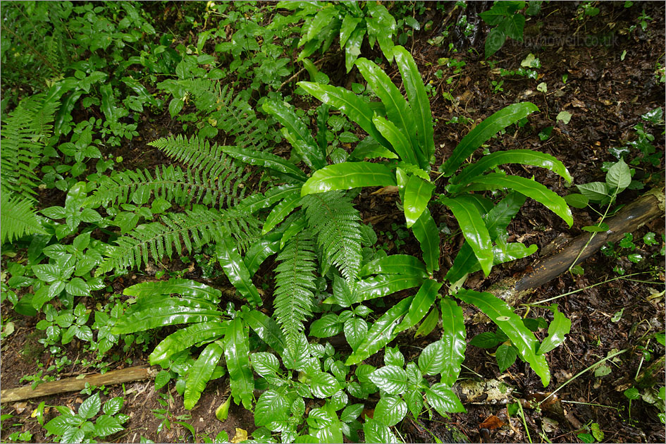 Ferns with rain drops