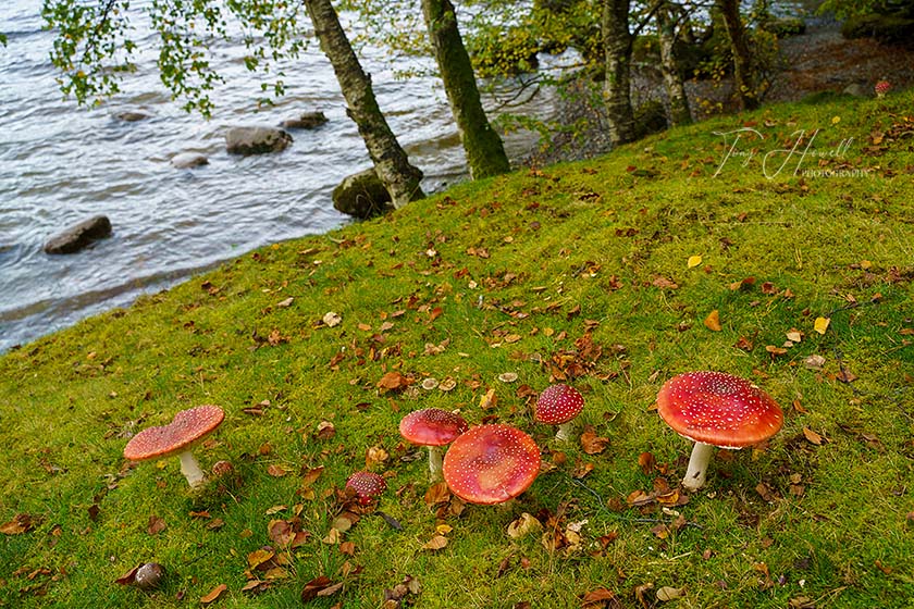 Fly Agaric, Derwent Water