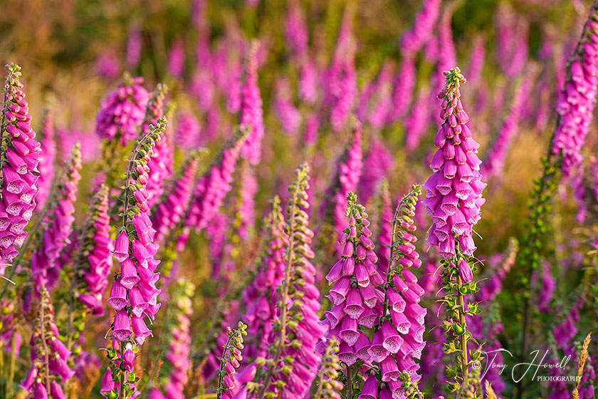 Foxgloves, St. Agnes Beacon