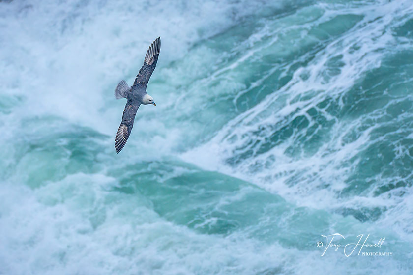 Fulmar, Trevellas Cove, St Agnes