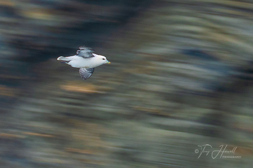 Fulmar, Trevellas Cove, St Agnes