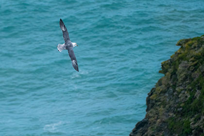 Fulmar-Trevellas-Cove-St-Agnes-Cornwall