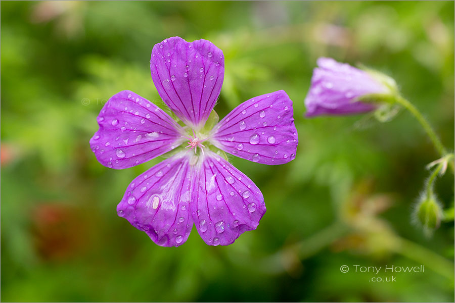 Geranium