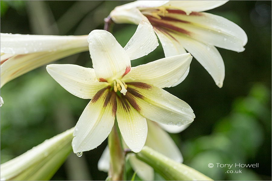 Giant Lily