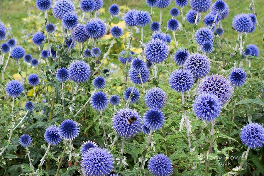 Globe Thistle - Echinops