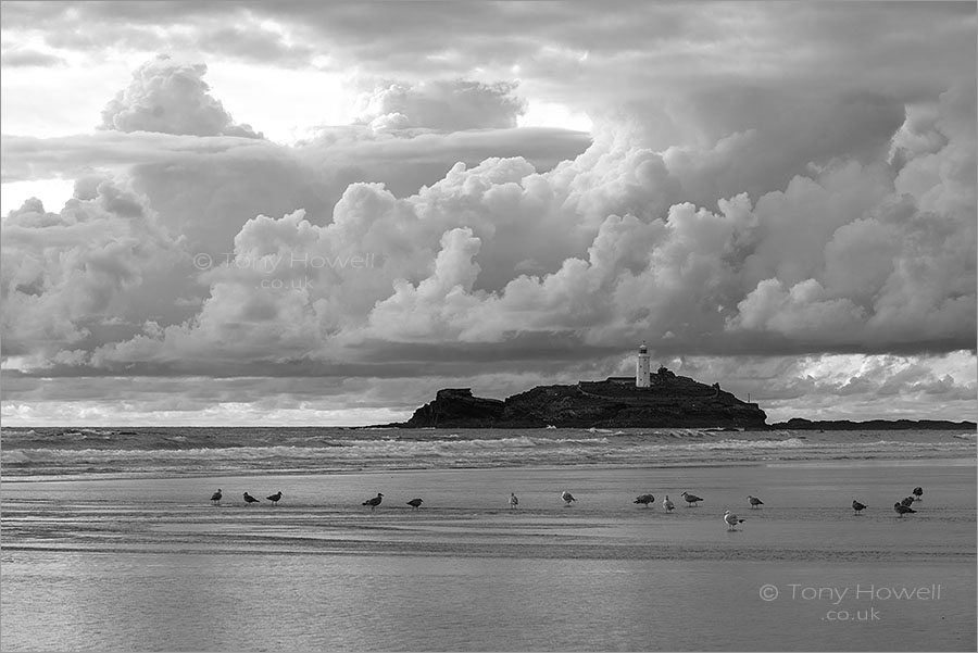 Godrevy Lighthouse, Gulls