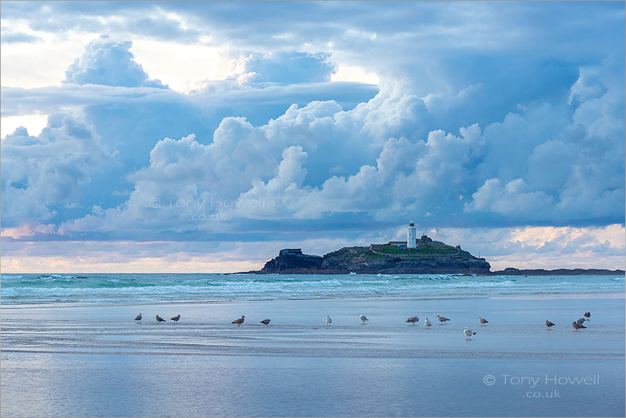 Godrevy Lighthouse, Gulls