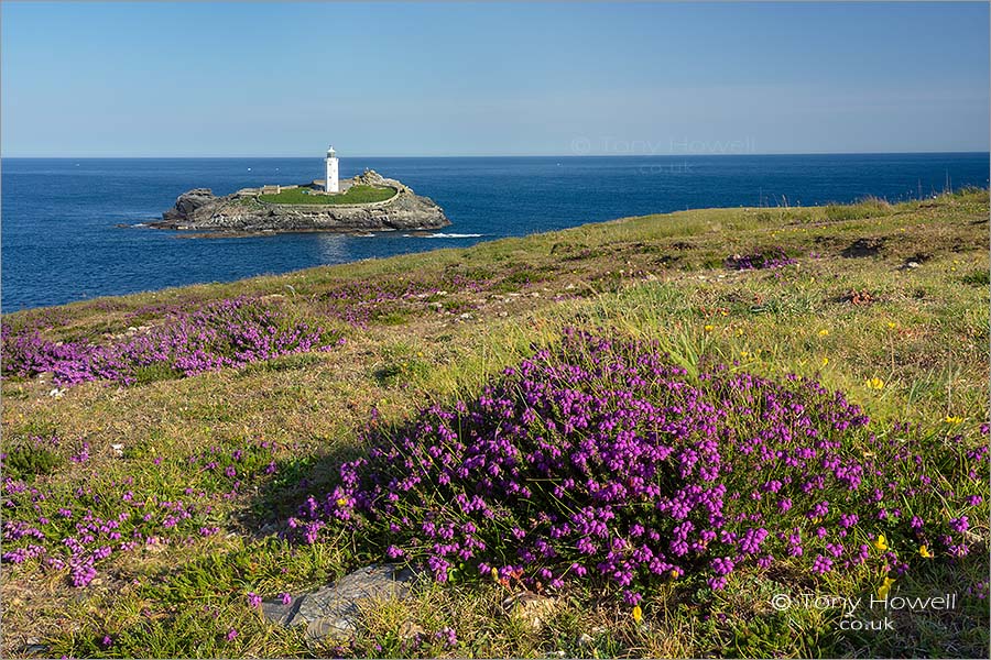 Godrevy Lighthouse, Heather