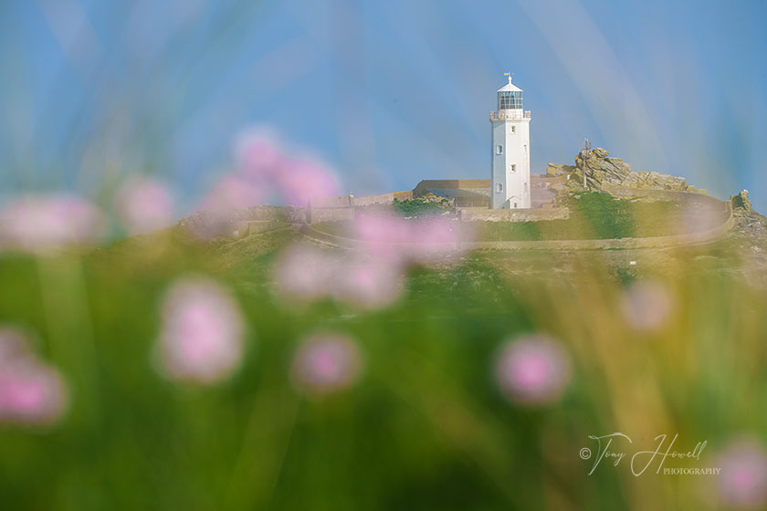Godrevy Lighthouse, Sea Pinks (Thrift)