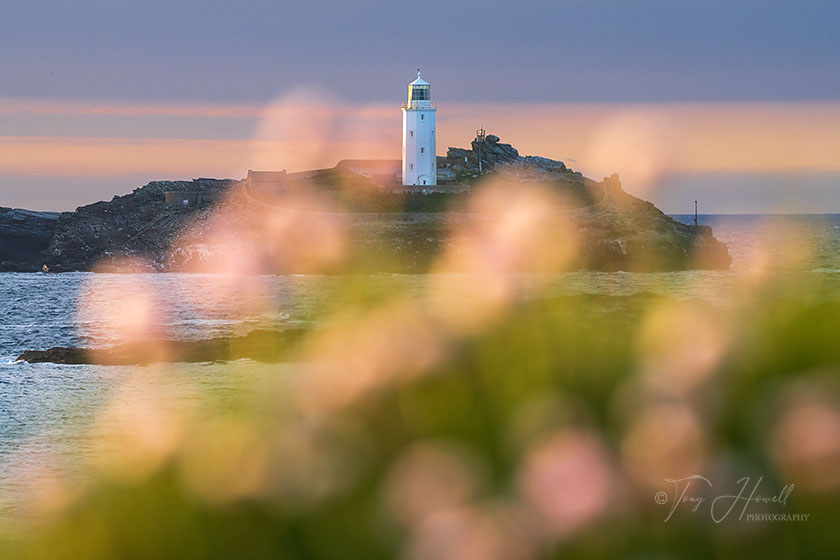 Godrevy Lighthouse through the Sea Pinks - Thrift - Armeria maritima