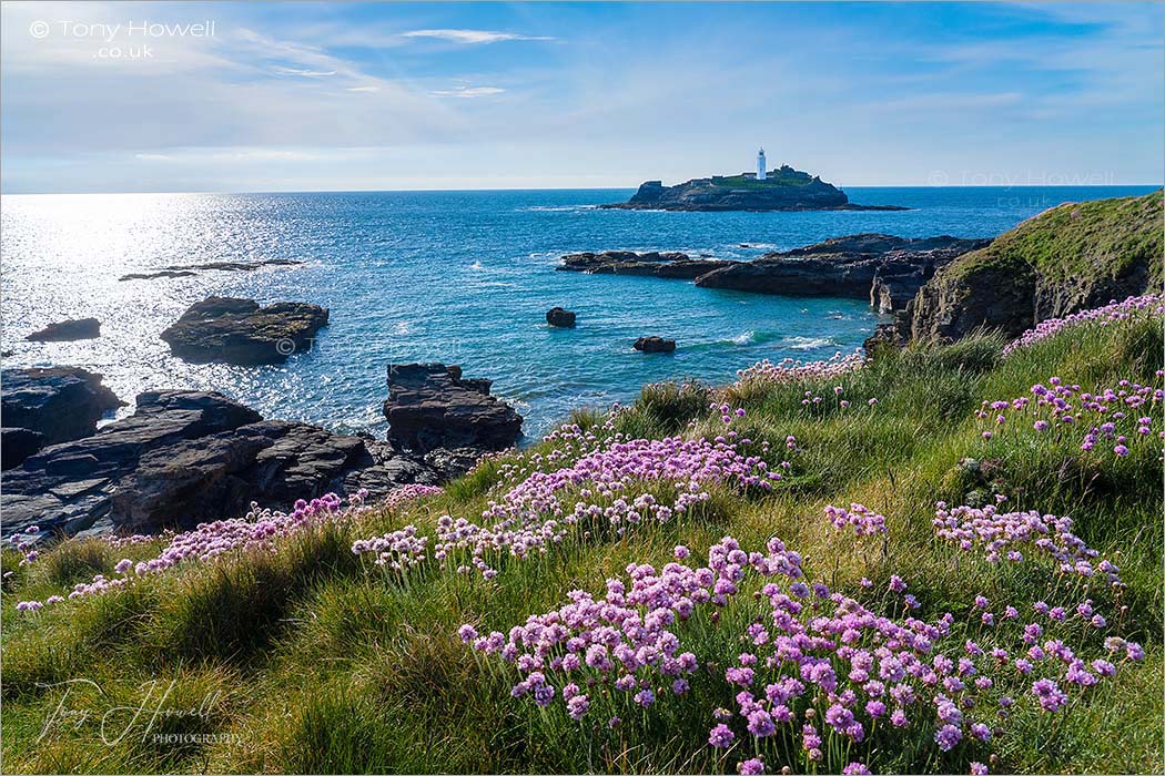 Godrevy Lighthouse, Thrift