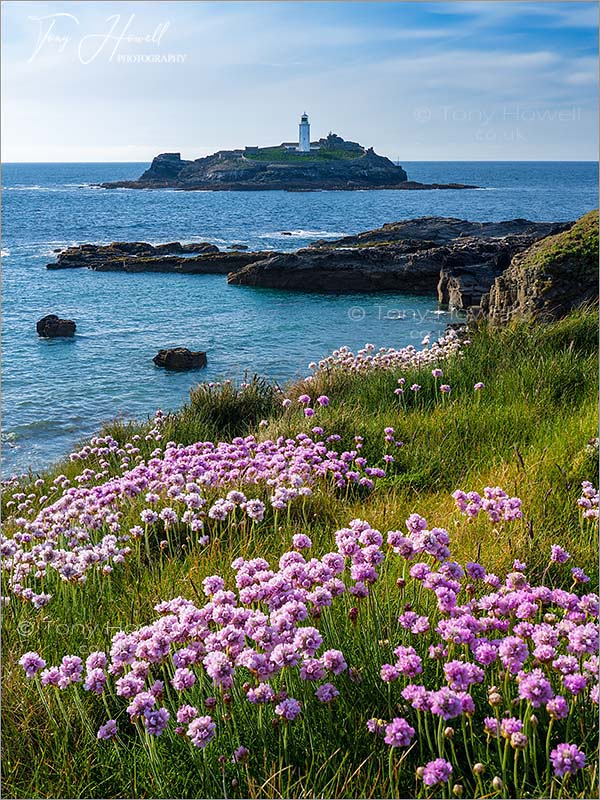 Godrevy Lighthouse, Thrift