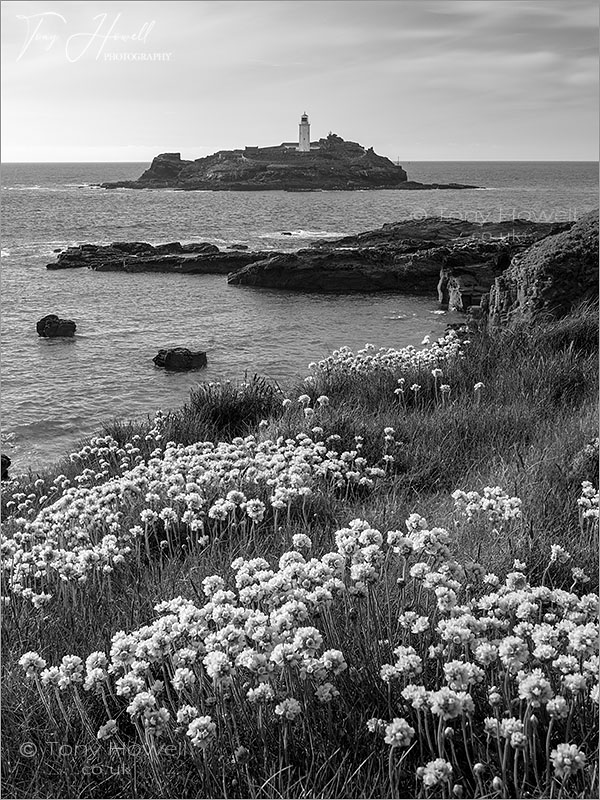 Godrevy Lighthouse, Thrift