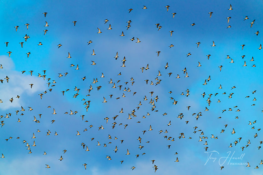 Golden Plover, Hayle