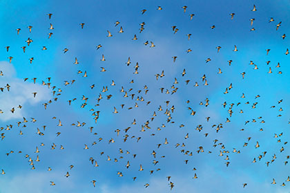 Golden-Plover-Hayle-Cornwall