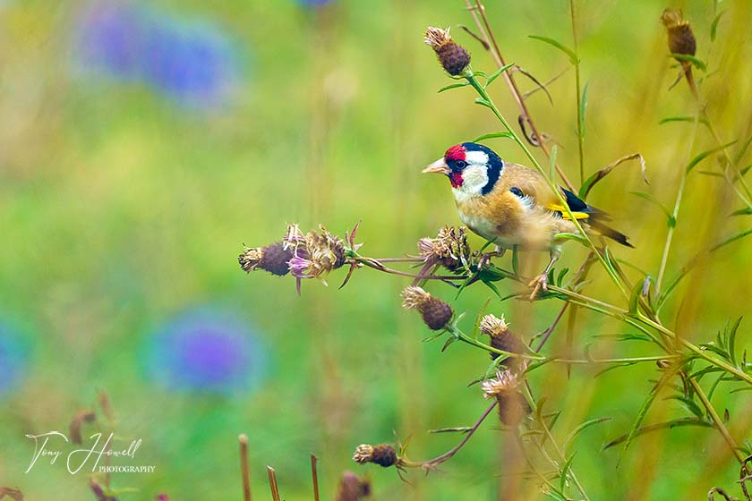 Goldfinch in my garden, Truro