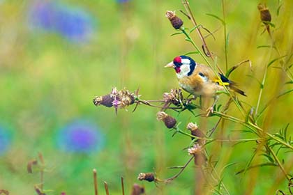 Goldfinch-Truro-Cornwall