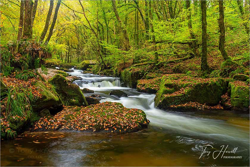 Golitha Falls, Autumn