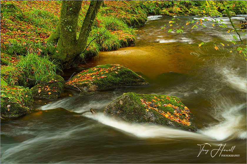 Golitha Falls, Autumn