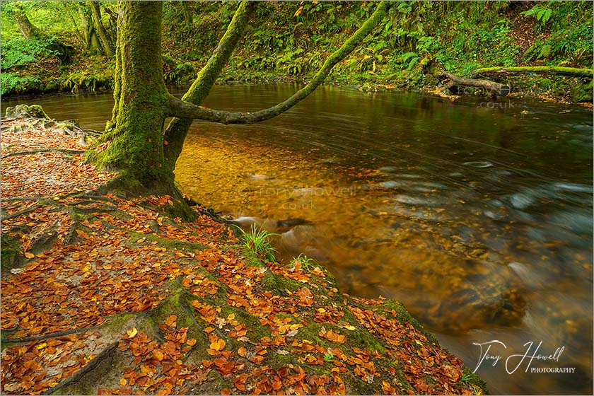 Golitha Falls, Autumn