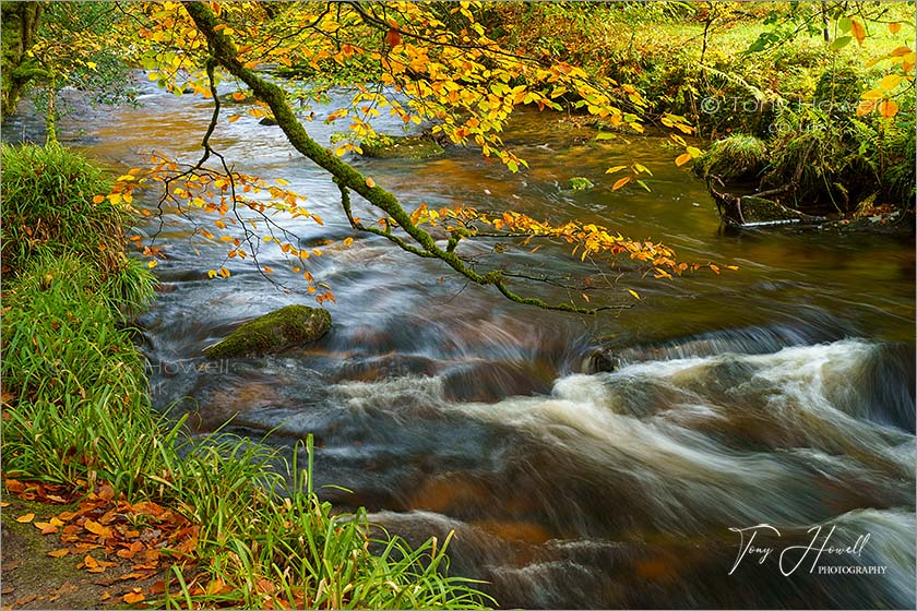 Golitha Falls, Autumn