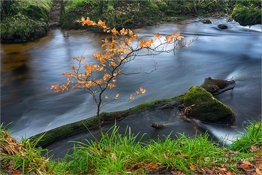 Golitha Falls, Beech Tree, Autumn