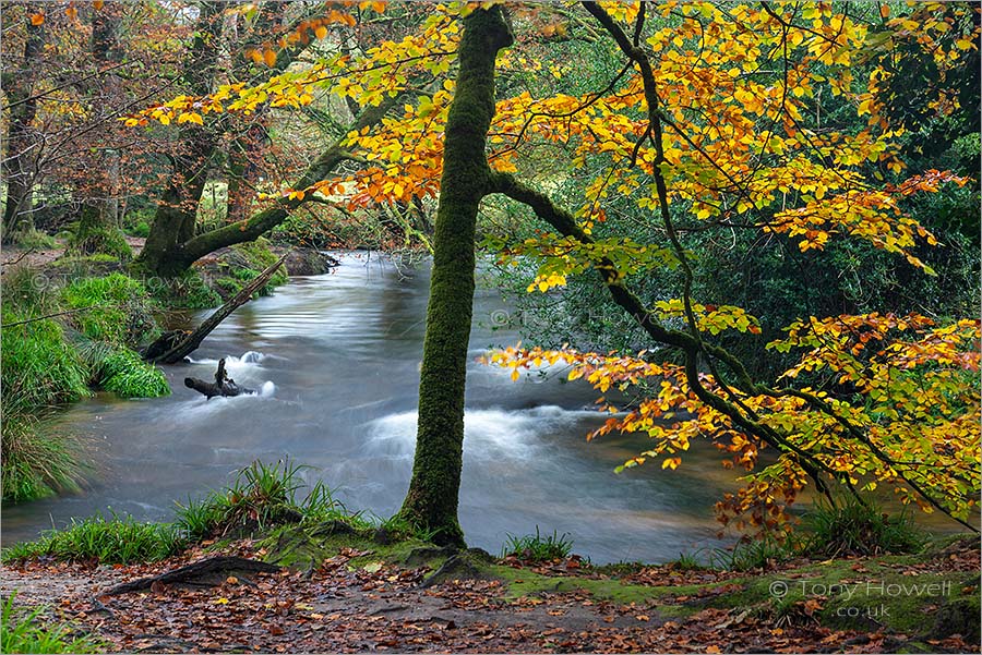 Golitha Falls, Beech Tree, Autumn