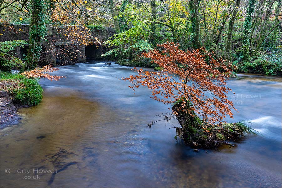 Golitha Falls, Beech Tree, Autumn