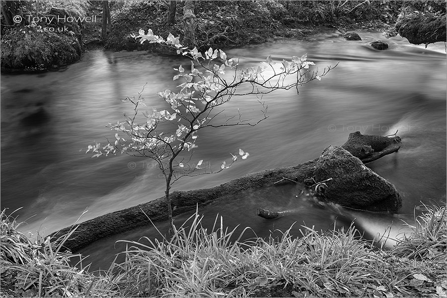 Golitha Falls, Beech Tree, Autumn