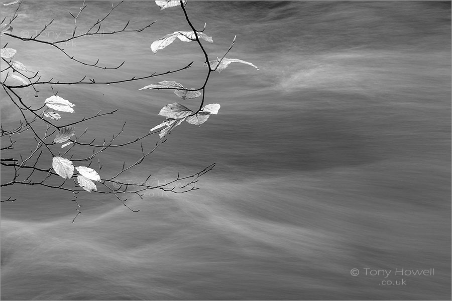 Golitha Falls, Beech Tree Leaves, Autumn