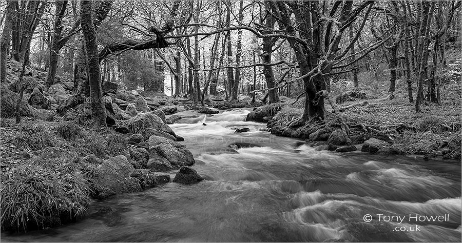 Golitha Falls, Beech Trees, Autumn