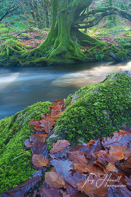 Golitha Falls